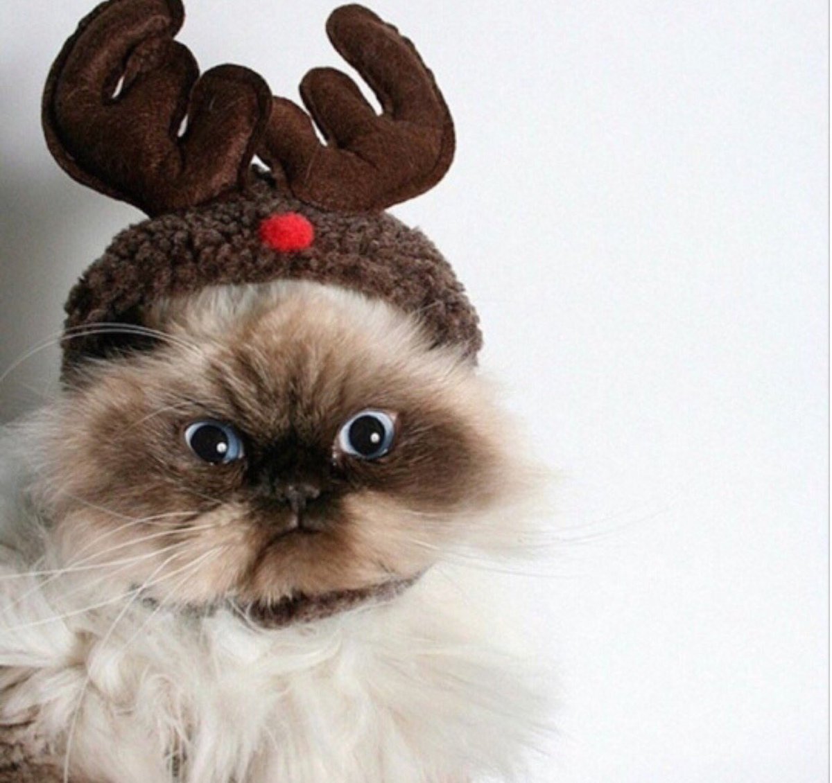 T1psyCat tweet picture