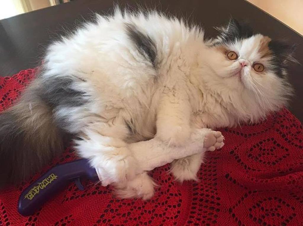 mycatpaw's tweet photo. Looks like @graveskullthepersian found a new furiend! 😻😻😻 #catpaw #furfriends #catsofinsta… https://t.co/438CEJY3Zg https://t.co/paAtuhkKNx