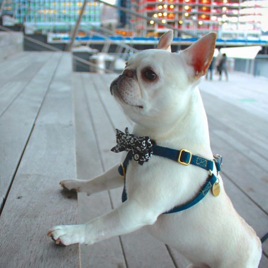 CaptainAndHound's tweet photo. @nachodogg 🐶 #frenchiesofinstagram https://t.co/MVhWblqAE1 https://t.co/Wx7amNB1Pu