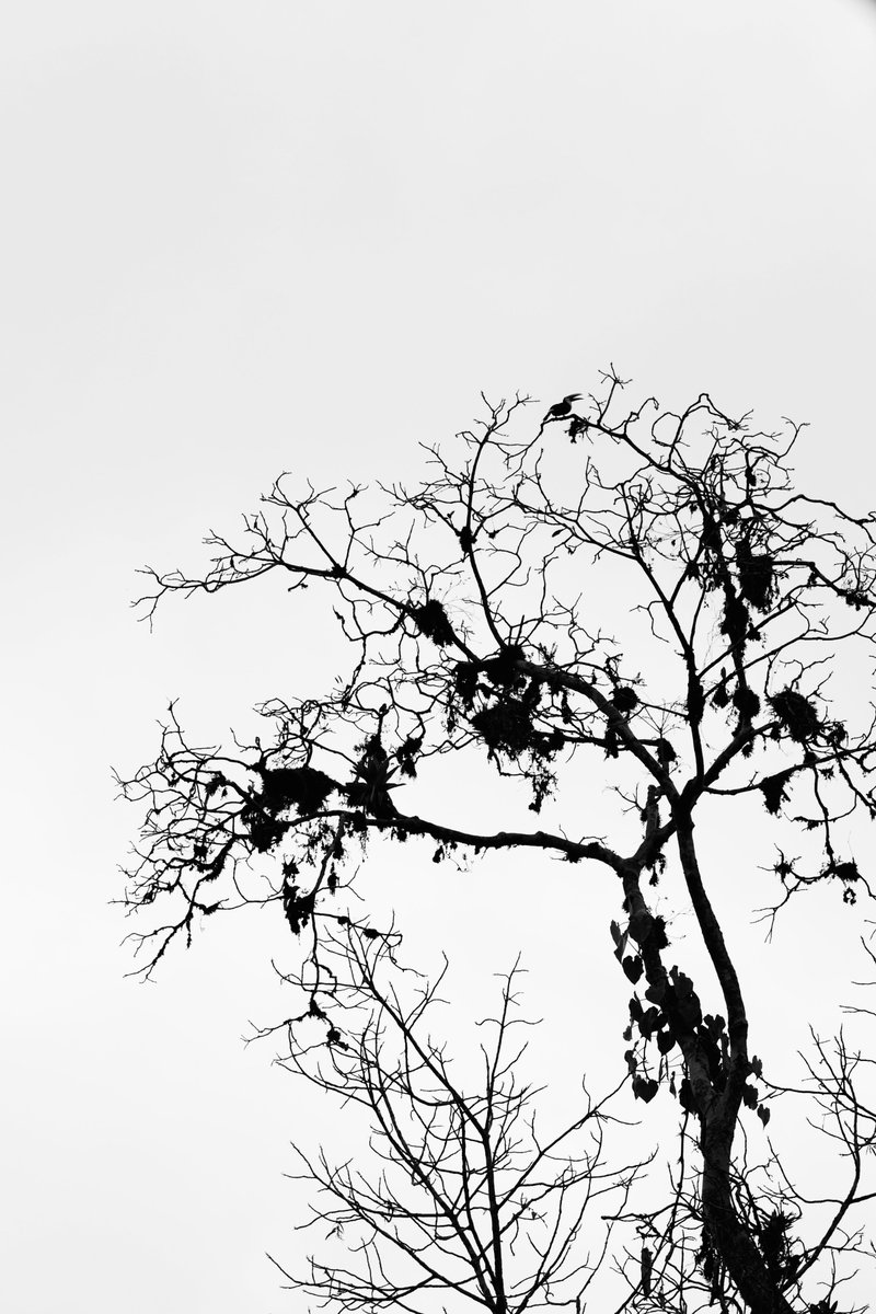 far_back's tweet photo. Experimenting with surreal black-and-white in the cloud forest of Mashpi in #Ecuador. Spot the toucan in the magnolia tree! https://t.co/BvVDWxG4DU