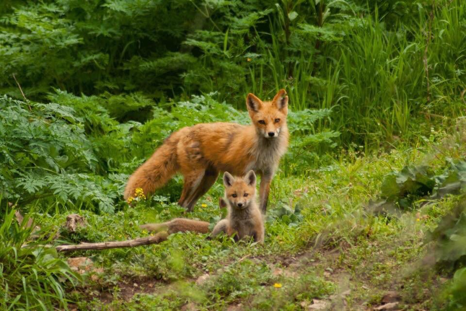 SoMuchAww's tweet photo. A picture my friend took last spring of a mother fox and her kit. https://t.co/G1dBsrytdz