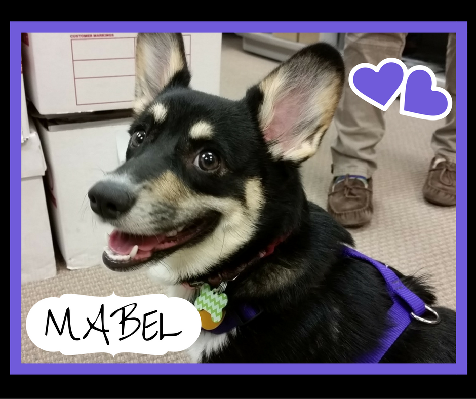 RSHLegal's tweet photo. #FlashBarkFriday to when Corgi Mabel came to visit the office! She is file clerk Mariah's dog and loved visiting! https://t.co/NsgwgKpqNE