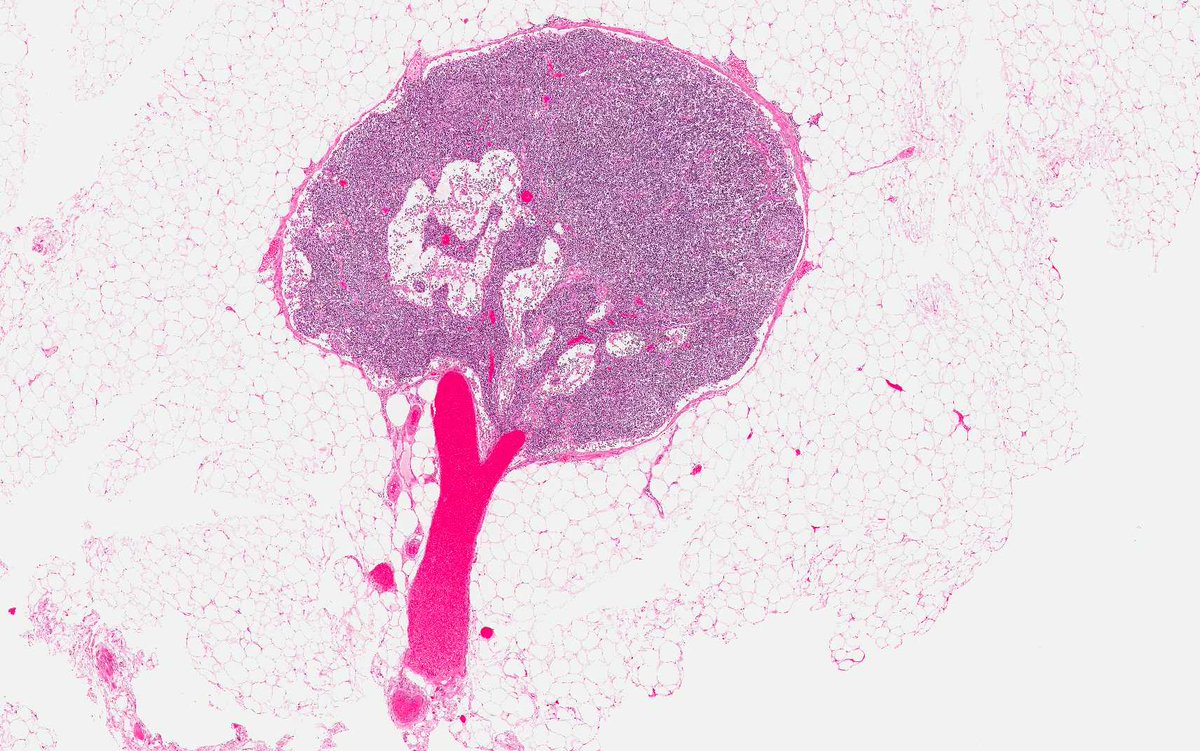 egoebs's tweet photo. Spot the birdie in the tree. #pathArt @Path_Matt https://t.co/TlKSuF7512