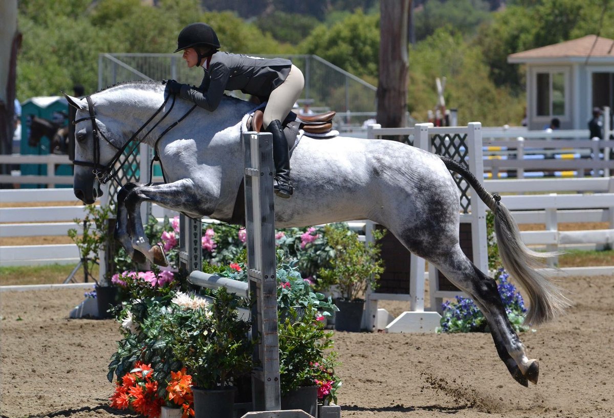 AZHuntJumpAssoc's tweet photo. 2016 #AHJA #LargeJuniorHunter 3'6" Champion Ravenette, owned and ridden by Hannah Gebhart. #juniorhunter #juniorhunters @hannah_gebhart https://t.co/0e0vv6NeF9