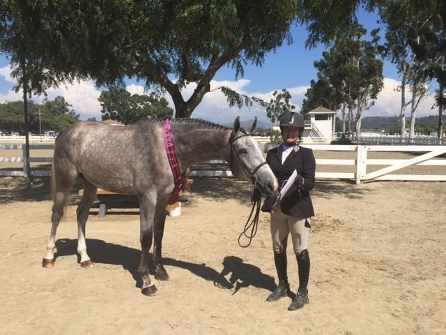 AZHuntJumpAssoc's tweet photo. 2016 #AHJA #HunterBreeding 3 Yr Old Reserve Champion Eminence Front SWS, owned/handled by Rachel Jansen Jones @dancingbearaz @CrossroadsAZ https://t.co/W0M2AkiHhZ