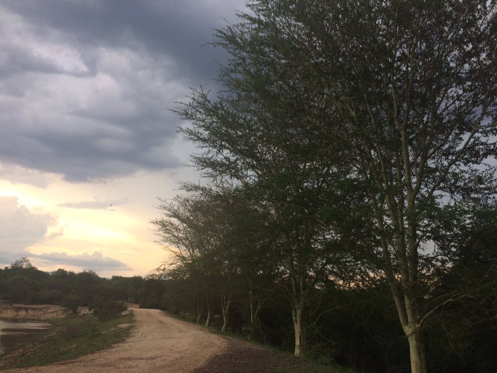 WorriedWanderer's tweet photo. There's nothing better than the bush! #luxurycamping #phelwanalodge #peace #southafrica https://t.co/lWBaueT7Sp