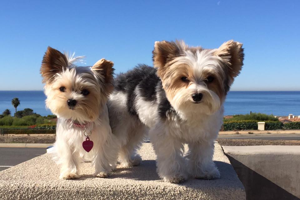 Dream Fetchers tweet media