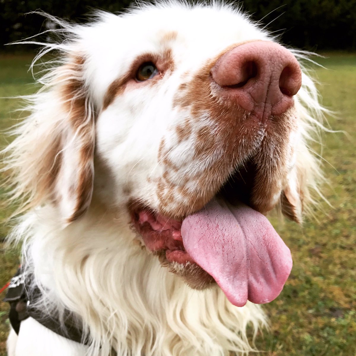 acerdogs's tweet photo. This is Spencer, he's our first Clumber Spaniel at Acer. https://t.co/wnPwSGu9HF