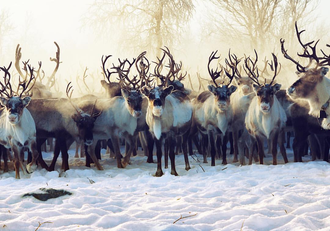 We wish you a #MerryChristmas and #HappyHolidays!
instagram.com/p/BOXVcfXh0nE
#NordicNatives