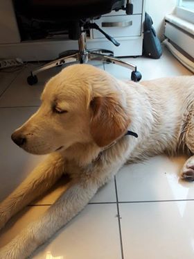 İstanbul Çekmeköy'de Golden cinsi bir köpek bulunmuştur. İrtibat: Uğur Çamlıca 0549 728 10 31