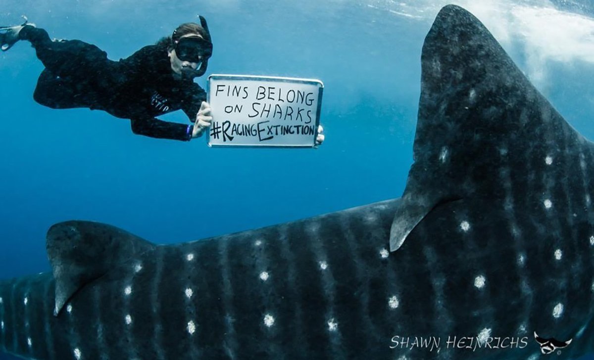 RacingXtinction's tweet photo. Use @UPS or @USPS to ship your holiday packages. Please don't support @FedEx until they STOP shipping shark fins #FedExtinction https://t.co/rsJvzLPeKB