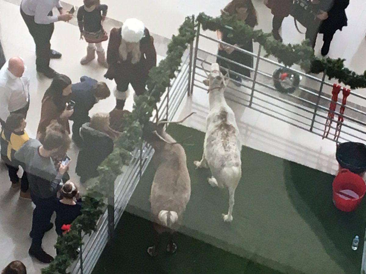 kiwi_julz's tweet photo. Saw reindeer at work today. Until my mid 20s I thought they were made up for Christmas https://t.co/0pa8hPHIz6 it felt like I saw a unicorn! https://t.co/3kCnSKHBUl