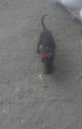 İzmir Harmandalı civarında kırmızı tasmalı köpek bulunmuştur. İrtibat: 0534 9308645