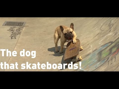 Skateboarding Frenchie Half Piping Through London the Next Internet Sensation frenchbulldogfanclub.com/skateboarding-…