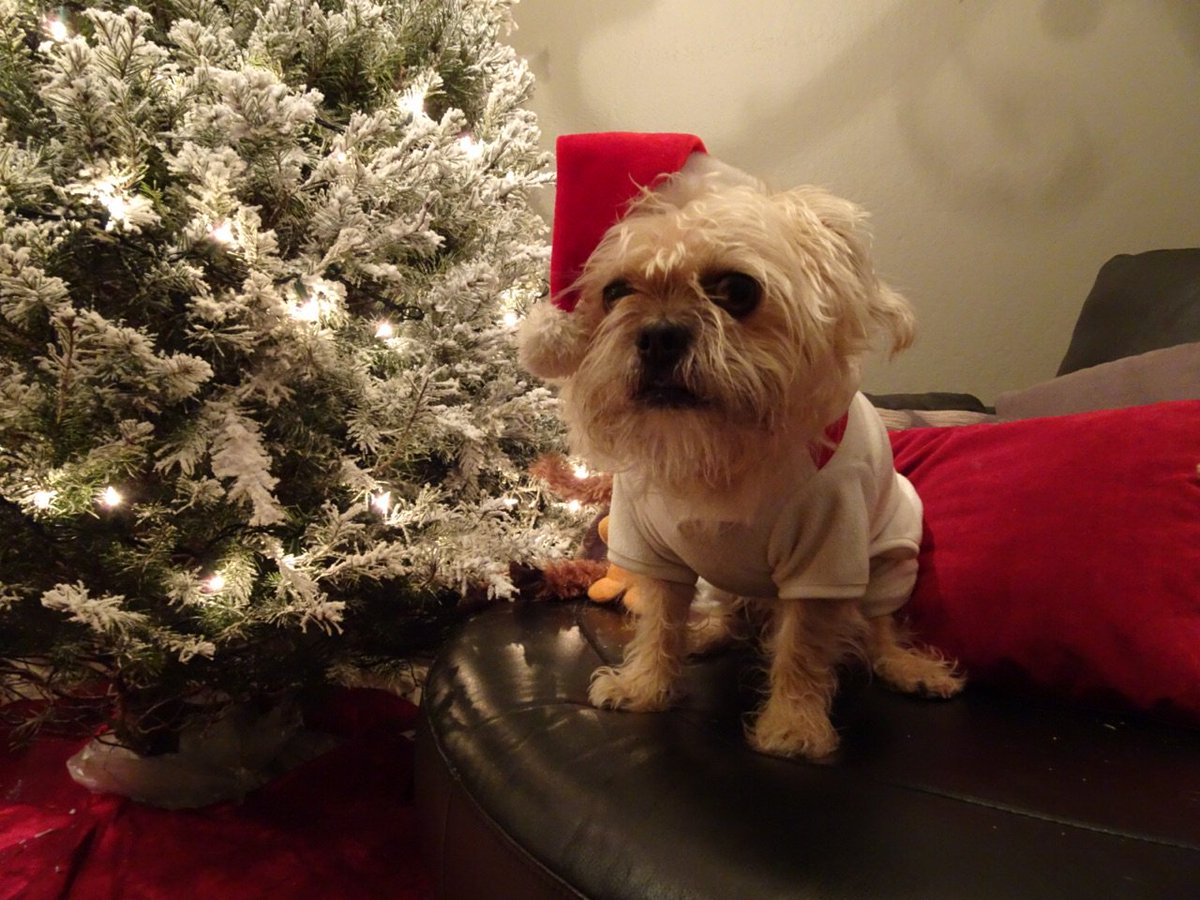 GizmoIsSleepy's tweet photo. Merry Xmas to all. https://t.co/4TOqCljy3F