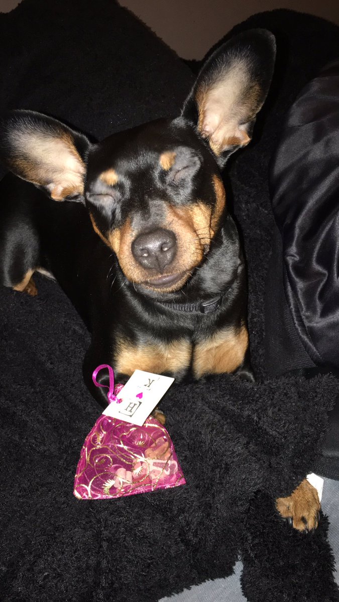 Hundurinn minn fékk jólagjöf frá kærastanum sínum á meðan einu strákarnir sem gefa mér jólagjöf eru bræður mínir 🙃🙃🙃