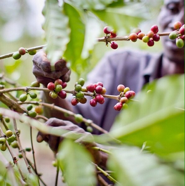 DoGoodCoffee's tweet image. Update: We have sold over 130 coffee trees! You guys are truly amazing. Now let's get to 200, and continue to give the gift of impact!