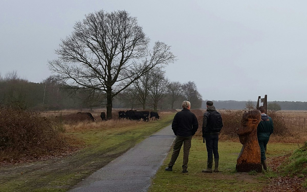 MPoulussen's tweet photo. Vandaag  eindelijk  de Taurossen uit de vangwei.Ze lopen nu in de Brobbelbies begrazing #Maashorst. https://t.co/MHzhLTosky