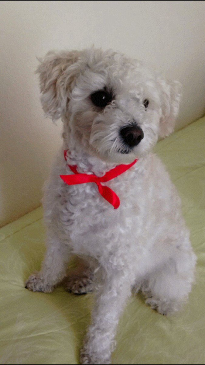 72start72's tweet photo. #animalike febrero te amo capuchino!!! Gracias por ser mi todo https://t.co/N1qPS8gggM