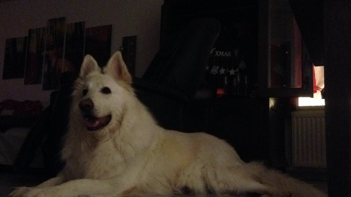 LeClumsyFox's tweet photo. Realizing its christmas tmrw and your getting even more balls to play with like https://t.co/d6Y7CAeDt9