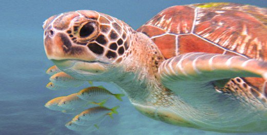 ElPlanetaPhoto's tweet photo. Hawksbill Turtles are able to feast on sponges that are toxic to other animals. #Endangered https://t.co/DZqiU77WKt