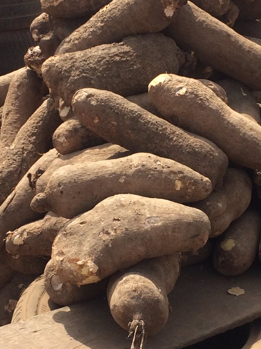 AceDynamics's tweet image. Thanks for your patronage thus far...
We still have 1,500+ tubers FOR SALE!
#LetsTalkAgric