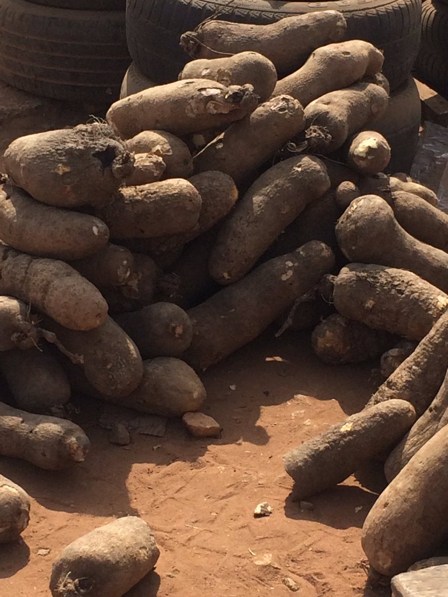 AceDynamics's tweet image. Thanks for your patronage thus far...
We still have 1,500+ tubers FOR SALE!
#LetsTalkAgric