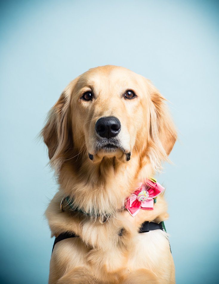 KayaBella_Love's tweet photo. A few days in the life of #Children’s Hospital’s friendliest, furriest medical professional https://t.co/ykDtO3qJud #dogs #canines #hospital https://t.co/VdkxqaNLUB