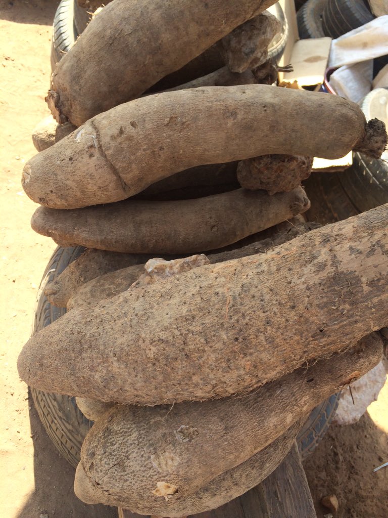 AceDynamics's tweet image. Thanks for your patronage thus far...
We still have 1,500+ tubers FOR SALE!
#LetsTalkAgric