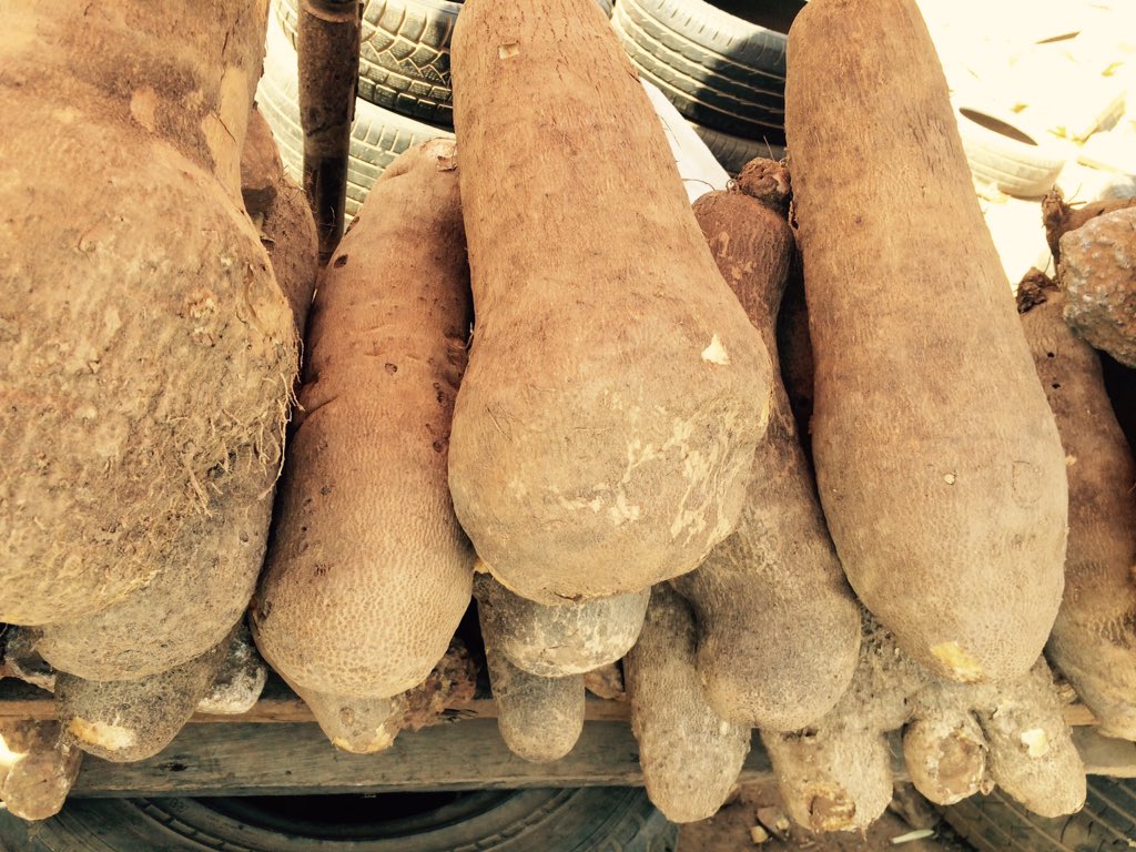 AceDynamics's tweet image. Thanks for your patronage thus far...
We still have 1,500+ tubers FOR SALE!
#LetsTalkAgric
