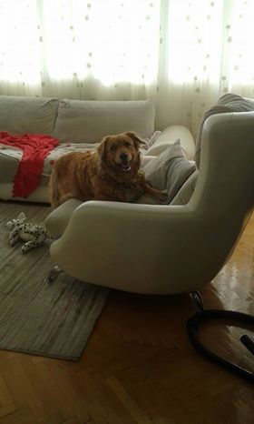 Roxi kız, İstanbul Fatih Çapa Şehremini civarında çalınmıştır. Görenler için irtibat: 05456227517