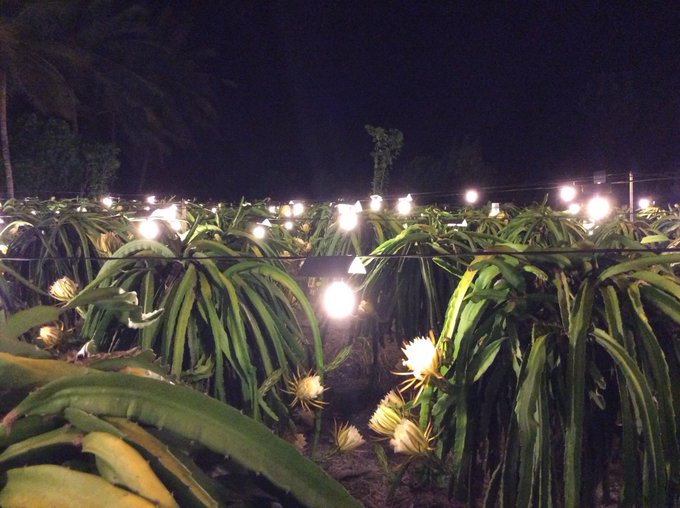 Kisah Bisnis dan Pengembangbiakan Buah Naga Keluarga Calon 