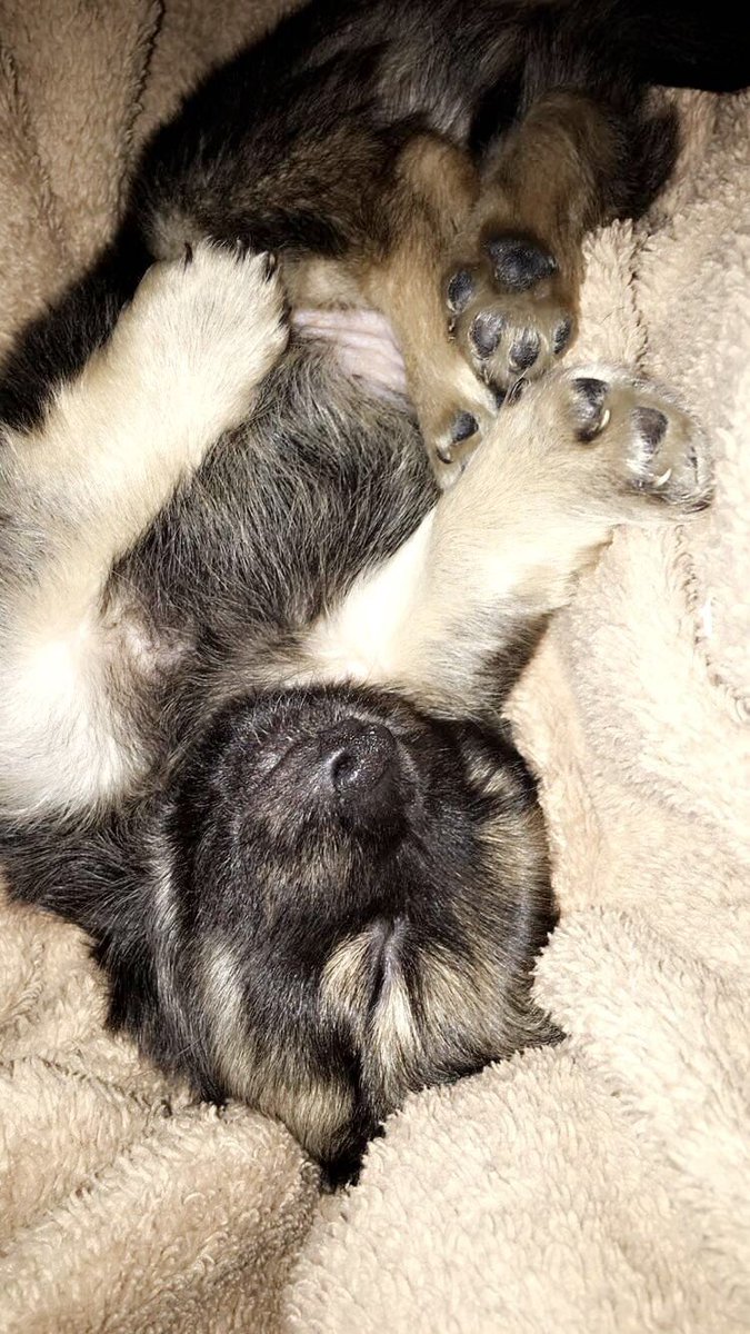 shultz_raylene's tweet photo. Here is Bentley and our current mood 💕 https://t.co/F0KHlOqUWI
