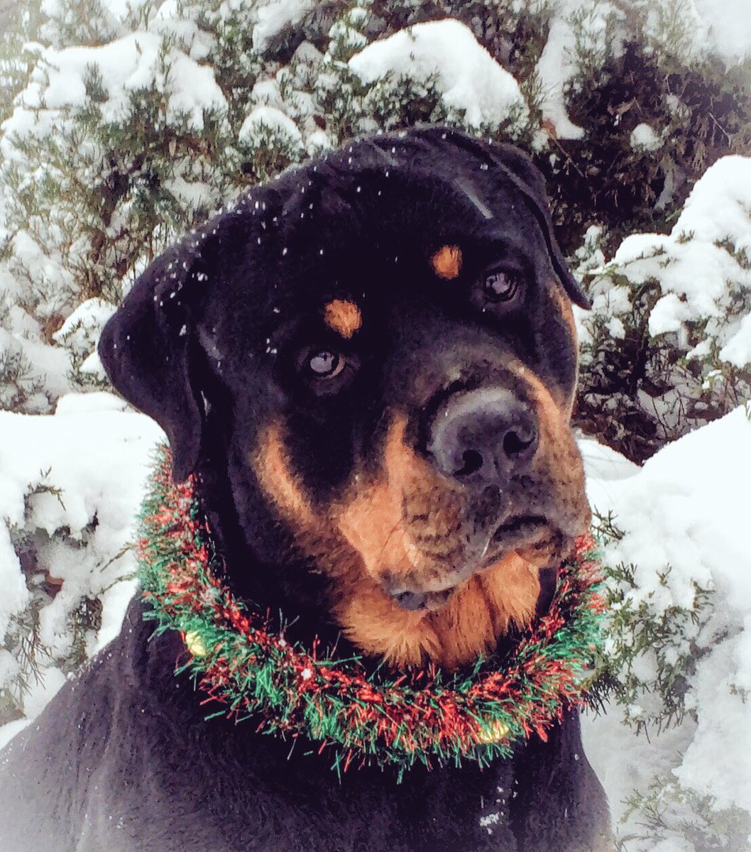 rottwatcher's tweet image. #BeOn13