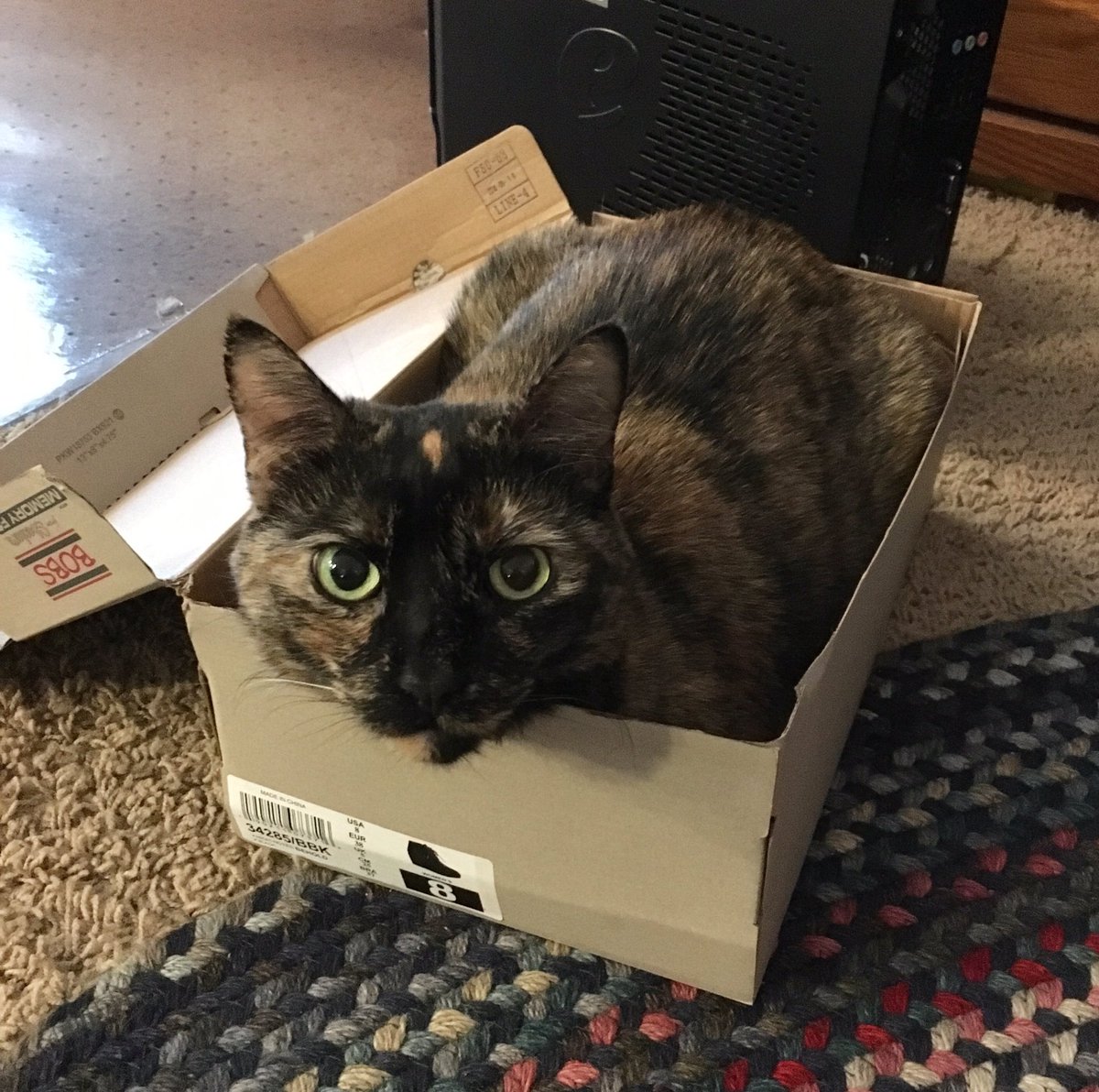 KestrelKristine's tweet image. If I fits, I sits! 💗Love our baby! 😍