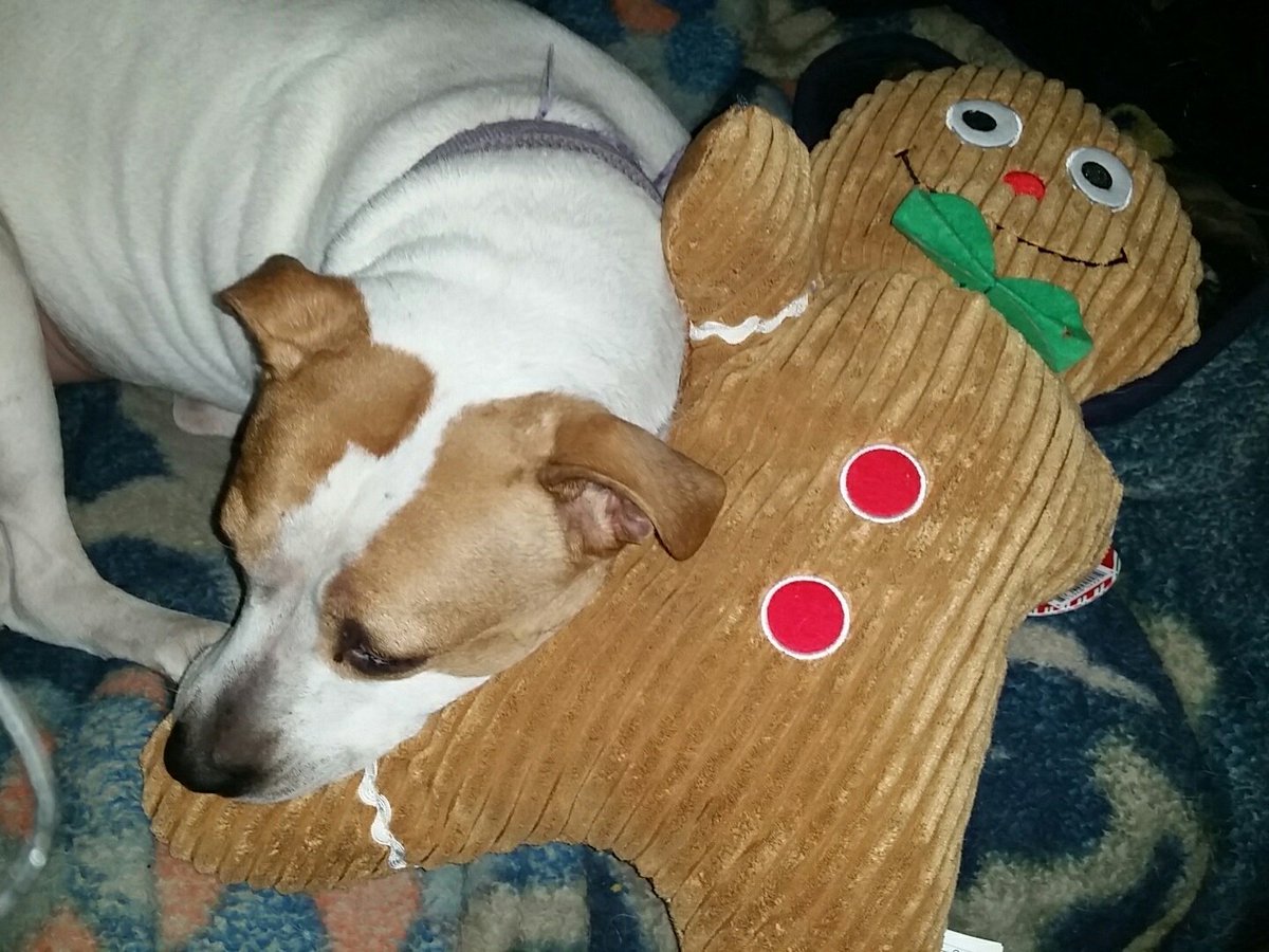 Bought my dog a 2' gingerbread man dog toy. Pretty sure she thinks she adopted a human child.