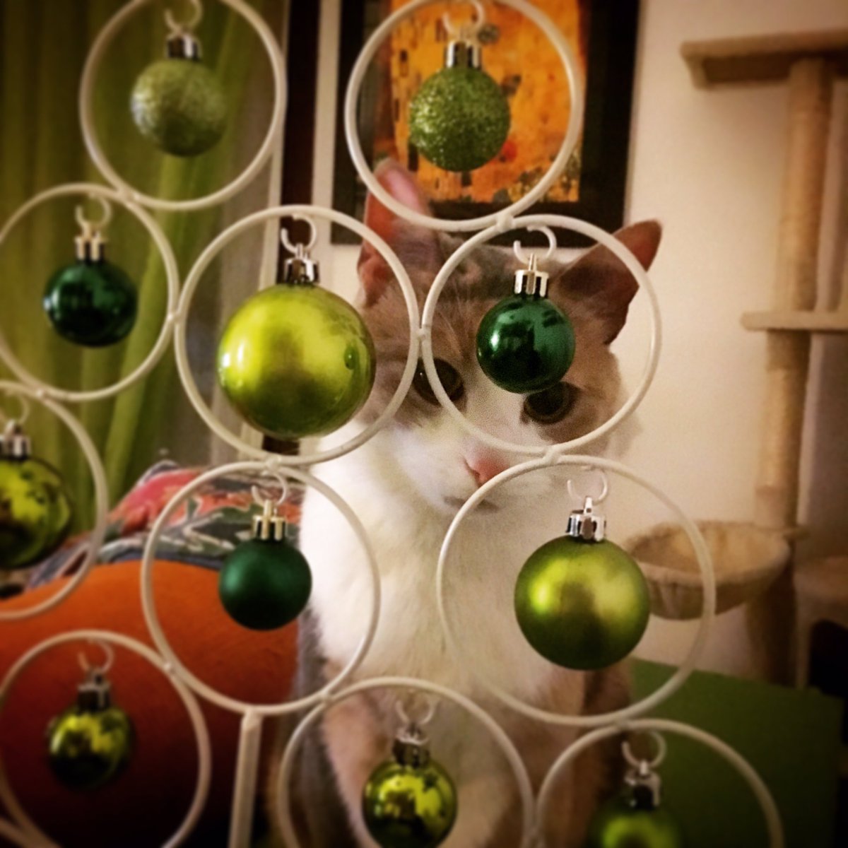 jacknondorme's tweet photo. I'm dreaming of a green Christmas. https://t.co/Tx9otktdrH