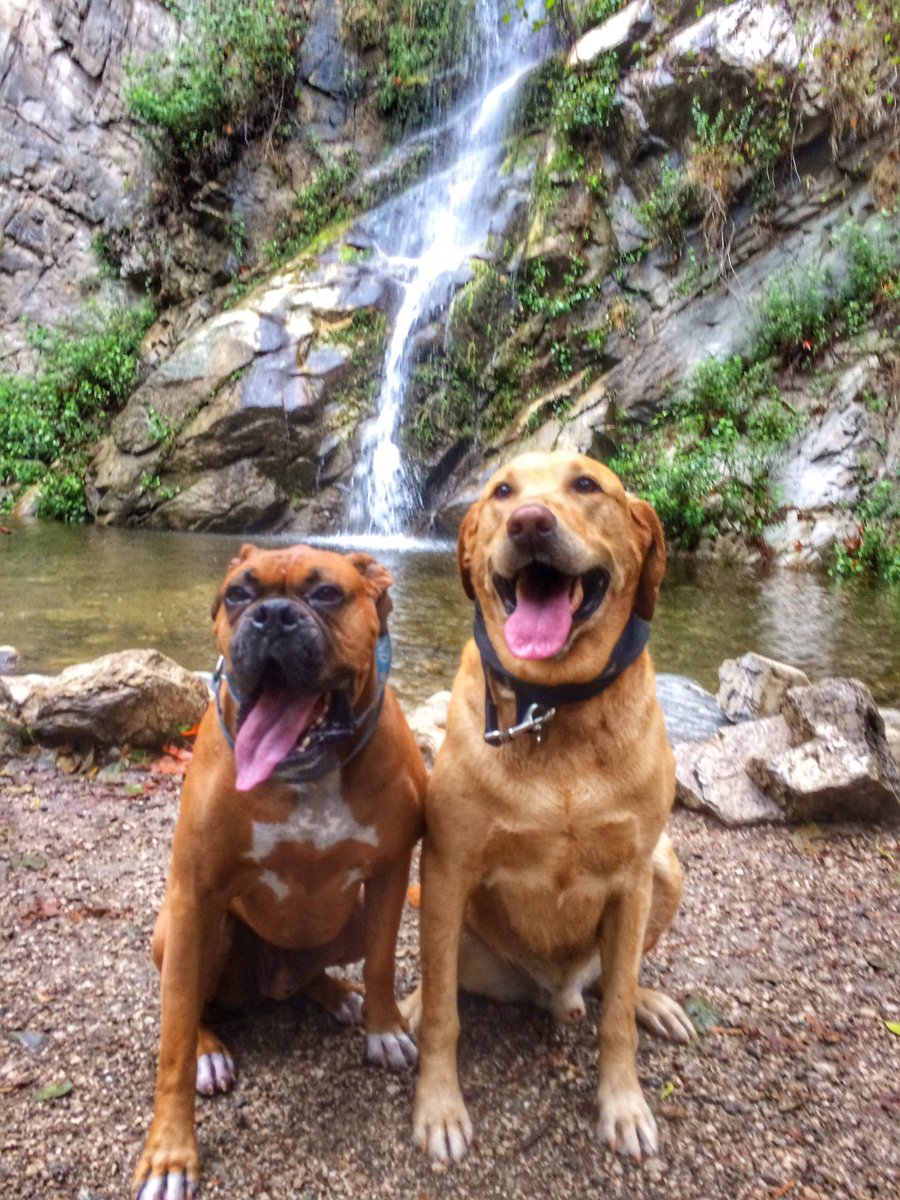 IrongirlNadia's tweet image. 13mi in the San Gabes with my boys. Happiness in nature. // #2xu #2xucompression #orangemud #handfulbra #sangabriels