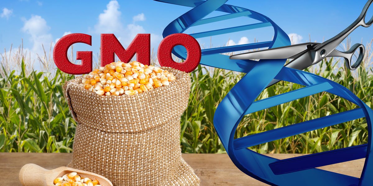GMWatch's tweet photo. Gene-edited foods must be tested, regulated, and labelled as #GMO – German industry body VLOG https://t.co/pZXfKS9nb9 https://t.co/fRr8s5qSjp