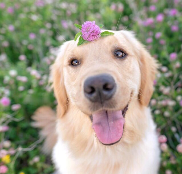 AnimaIsInNature's tweet image. happiness