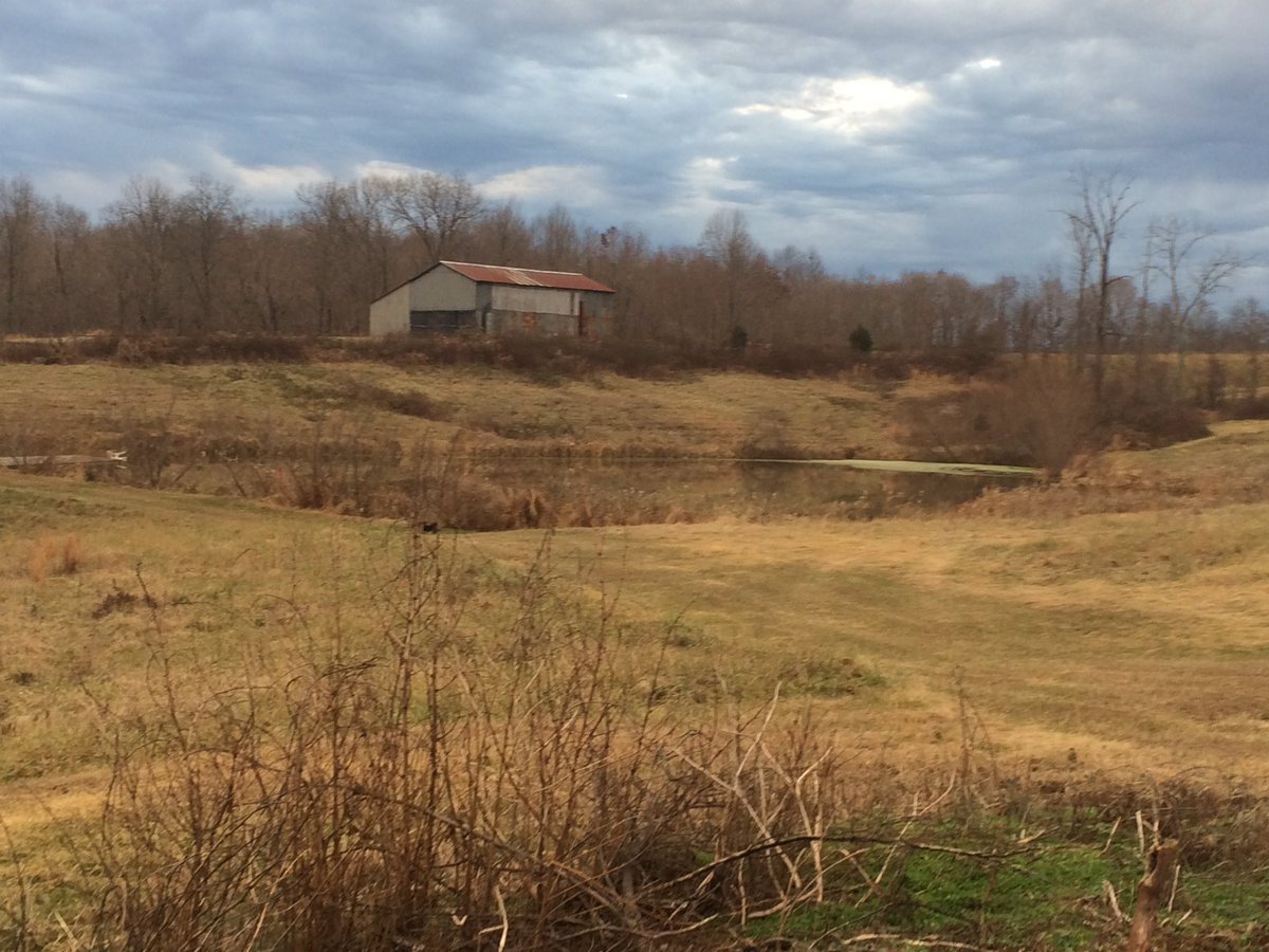 TrapperKentucky's tweet photo. Just set 23 rat sets in this pond. Now we wait #trapping #muskrat #watertrapping https://t.co/Ji2mm4qBoM