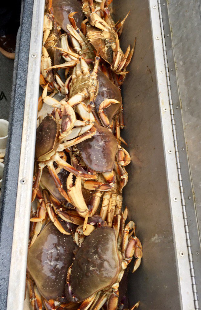 bowduckin's tweet photo. Winter deer hunting in the morning and crabbing in the afternoon! Puget sound life is great! https://t.co/YSUPWtOdca