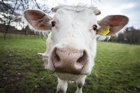 themonroevo's tweet photo. Haha! @Armstrong_VO Positive feedback on cow audition today. I reckon growin’ up in farmin’ country wuz a good thang! #moo #voactor #funvo https://t.co/QADw3VSv9u