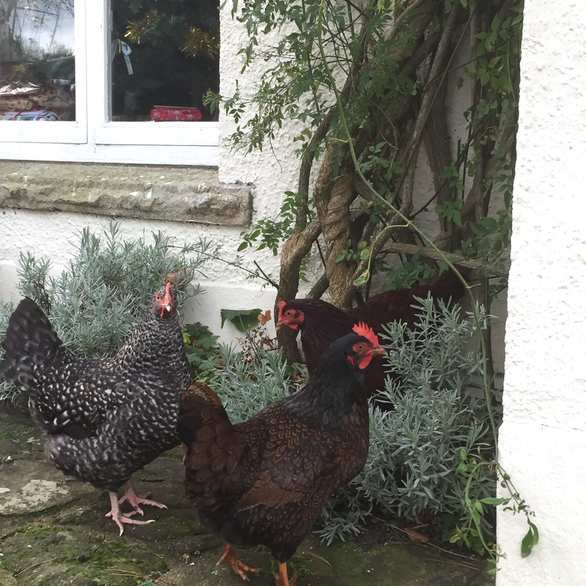 Grow_Pains's tweet photo. Three French hens! My little mischievous gals: Pepsi(rhodeislandred), Paisley(Barnevelder)&amp; Gladys(Cuckoo marans) #chickens #marans https://t.co/duUF9VeMNq