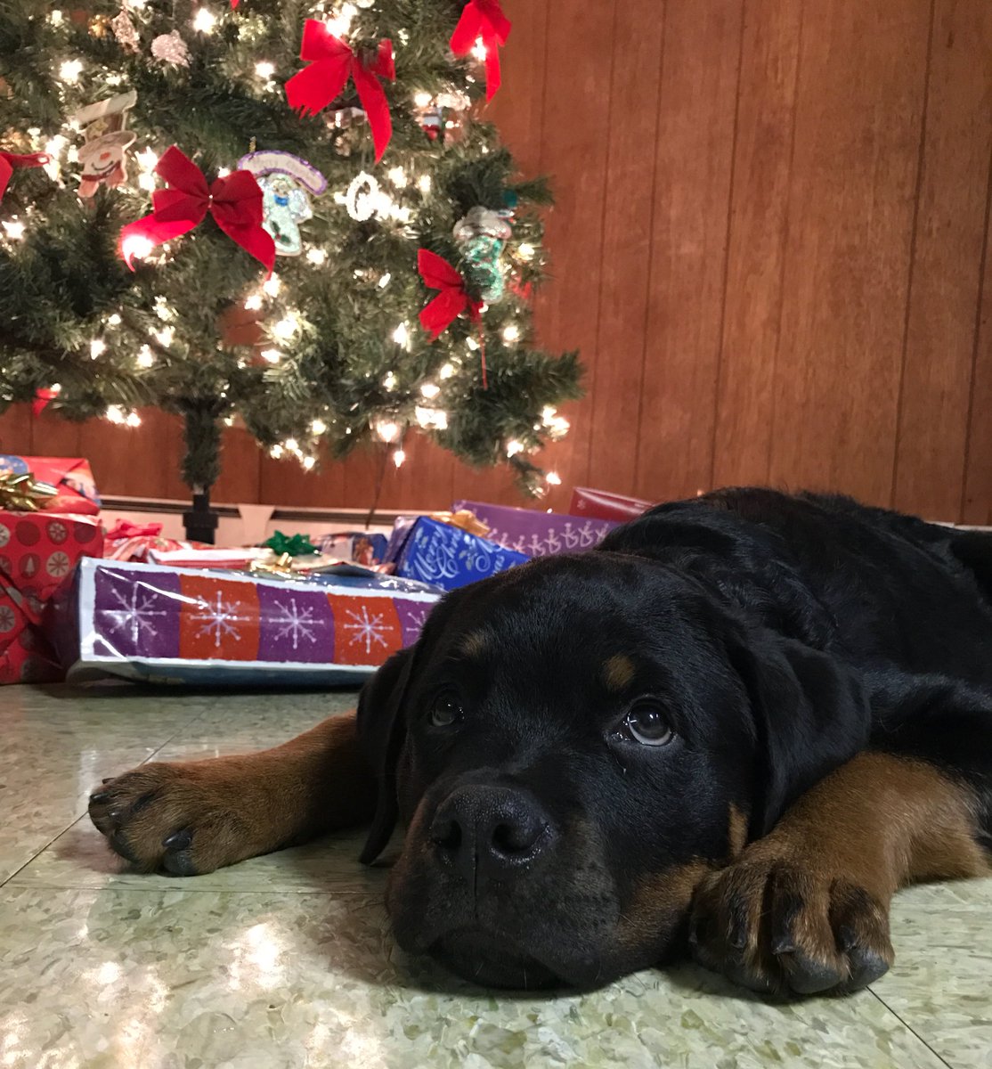 lilsimsie's tweet photo. all I want for christmas is this pup https://t.co/j5rmHRH7or