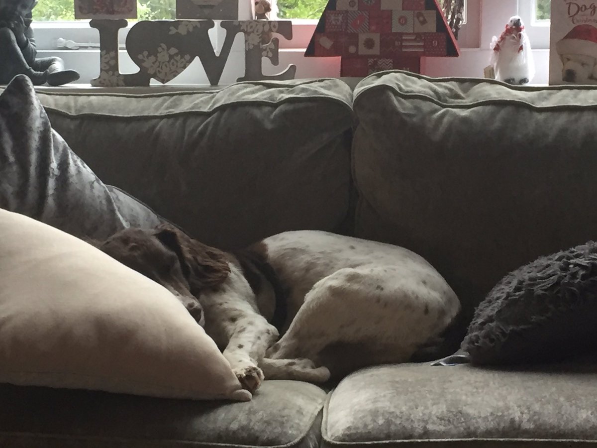 BeaThePooch's tweet photo. #itsadogslife #MerryPoochmas #40PoochWinks https://t.co/BsAWSRnTkx