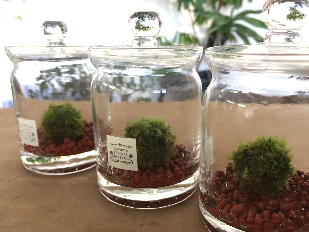 道草 Michikusa 苔テラリウム 道草入荷情報 瓶の中で育てる小さな苔玉 苔玉テラリウム 青山フラワーマーケット エキュート品川店 ルミネ北千住店 田無店 亀田メディカルセンター店 道草入荷情報 苔玉 小さなコケの森 青山フラワーマーケット 道草 Michikusa 苔テラリウム 道草入荷情報 瓶の中で育てる小さな苔玉 苔玉テラリウム 青山フラワーマーケット エキュート品川店 ルミネ北千住店 田無店 亀田メディカルセンター店 道草入荷情報 苔玉 小さなコケの森 青山フラワーマーケット
