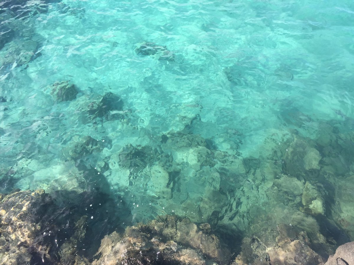 ABOdyssea's tweet photo. "just look at the world around you, right here on the ocean floor, such wonderful things surround you, what more is you lookin' for?" 💦🎼🐠🐢🐚💧 https://t.co/2qBY6QDJYy