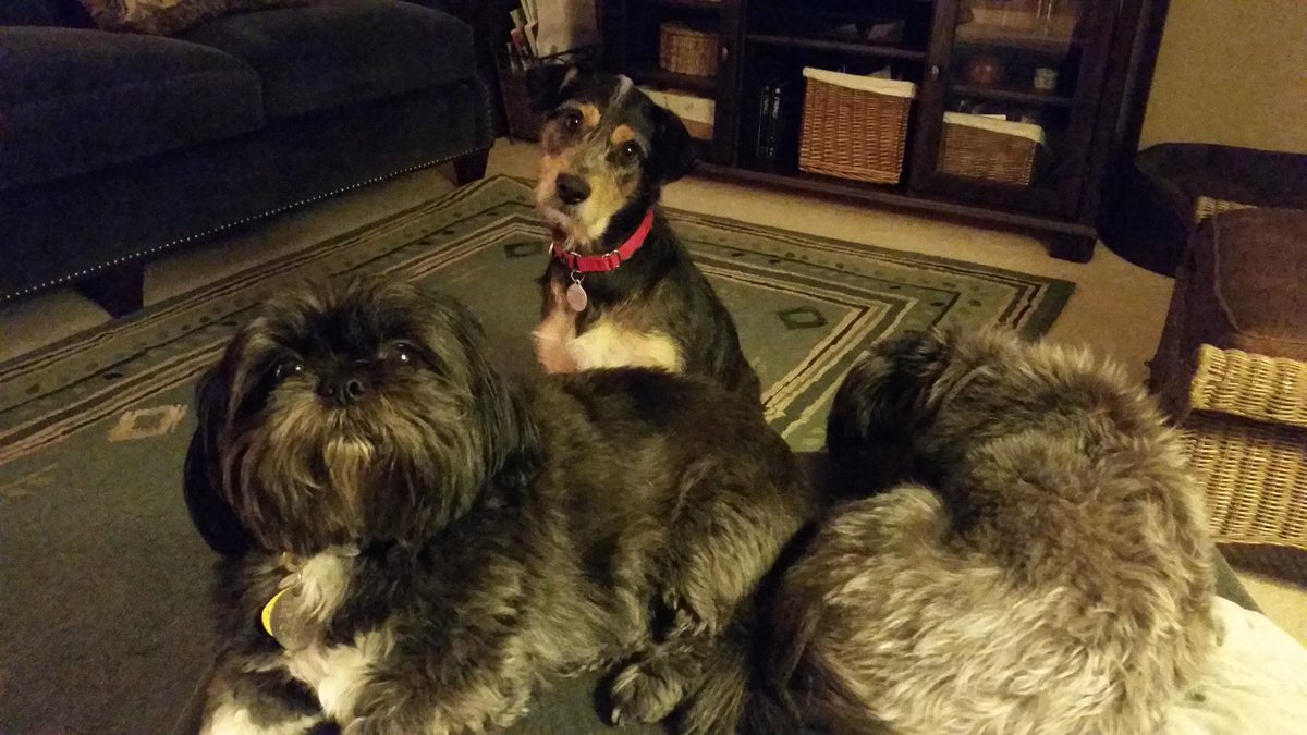 sdancer77's tweet photo. @Harlem4life927 From our house to yours, here's to a year full of blessings, puppy kisses & great baseball! β€πΆβΎ #DancerDogs #ChloeMercyLayla https://t.co/Stc2K6SEAp