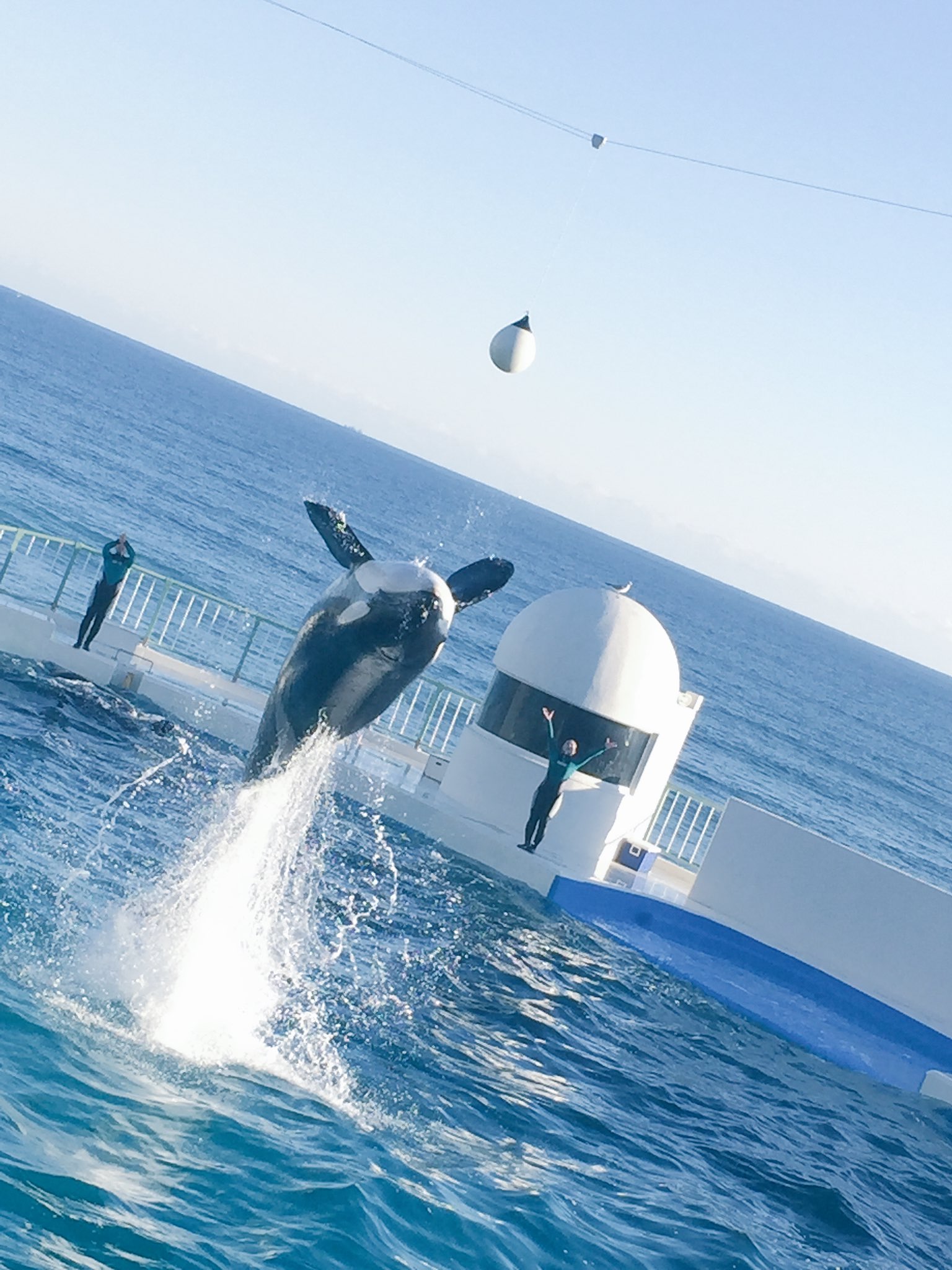 サイトー シャチやばい かわいいかっこいい T Co Idupbgjpdb Twitter